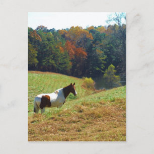 Carte Postale Cheval Brown et blanc par les arbres d'automne
