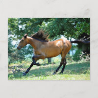 Cheval Buckskin Morgan
