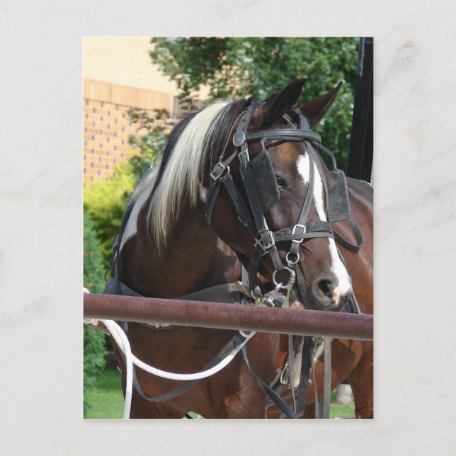 Carte Postale Cheval Buggy Bay Pinto Amish (Devant)