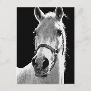 Carte Postale Cheval BW