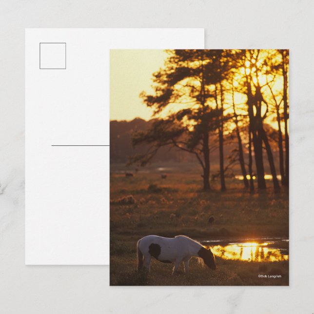 Carte Postale Cheval Chincoteague Bob Langrish Pâturage Au Couch (Devant / Derrière)