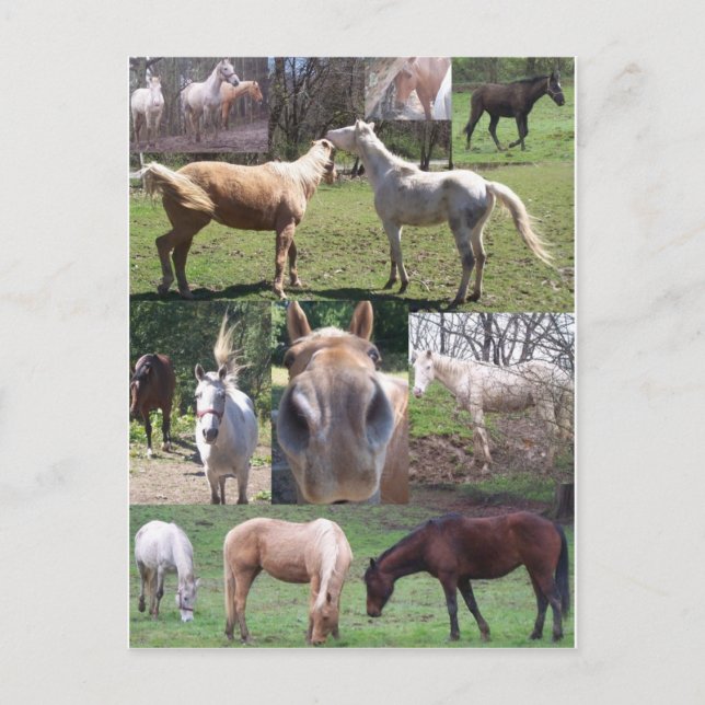 Carte Postale Cheval Collage (Devant)