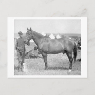 Carte Postale Cheval "Comanche" le seul Survivant du Custer