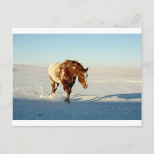 Carte Postale cheval dans la neige