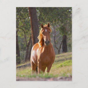 Carte Postale Cheval Dans Les Bois