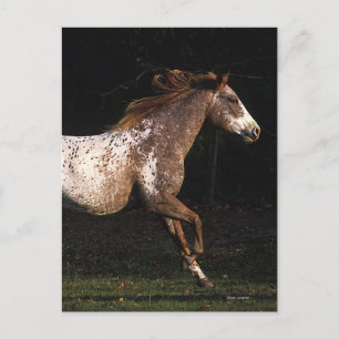 Carte Postale Cheval d'Appaloosa courant 4