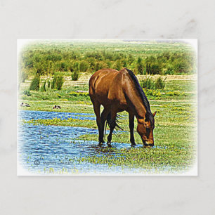 Carte Postale Cheval de Baie