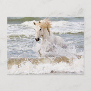 Carte Postale Cheval de Camargue dans le ressac