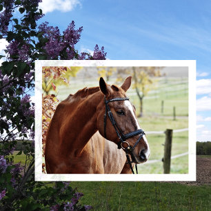 Carte Postale Cheval de châtaignes avec lame, Bridle, en Pâturag