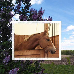 Carte Postale Cheval de châtaignes avec lame en décrochage