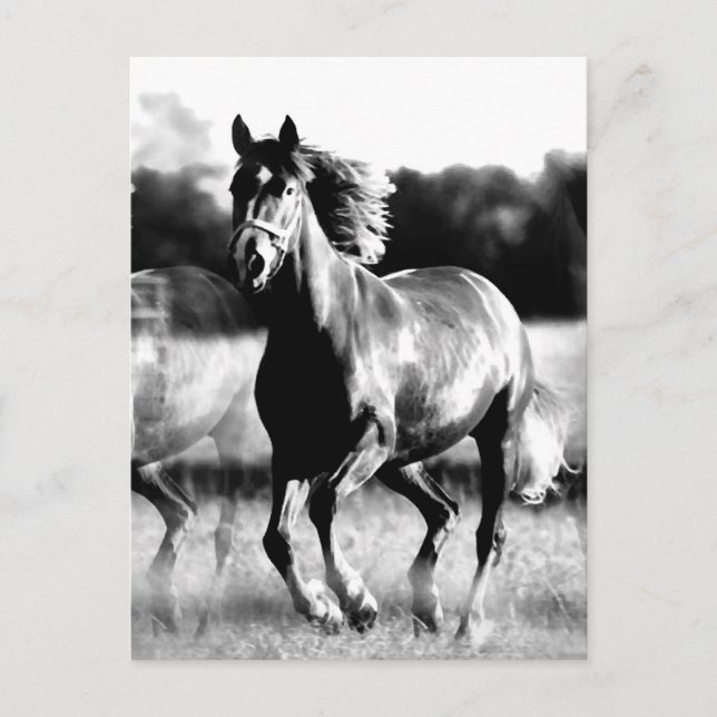 Carte Postale Cheval de course B&W (Devant)