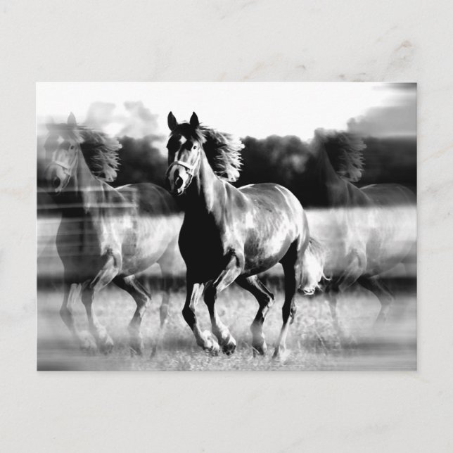 Carte Postale Cheval de course B&W (Devant)