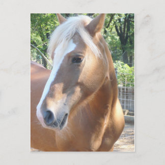 Carte Postale Cheval de Haflinger