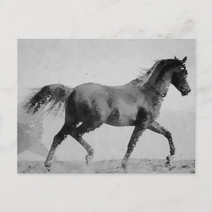 Carte Postale Cheval de marche noir et blanc