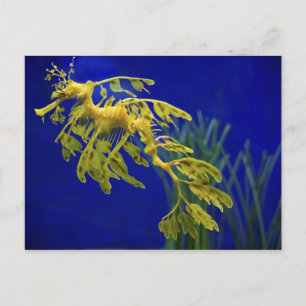 Carte Postale Cheval de mer