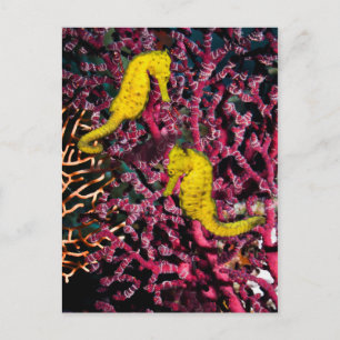 Carte Postale Cheval de mer commun Hippocampus Taeniopterus