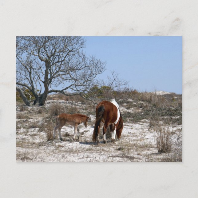 Carte Postale Cheval de mère et de bébé à Assateague (Devant)