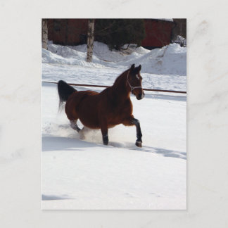 Carte Postale Cheval de Neige