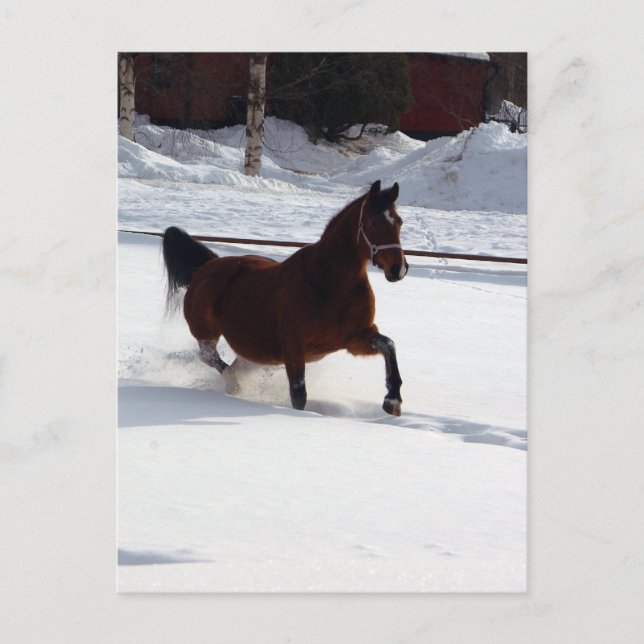 Carte Postale Cheval de Neige (Devant)