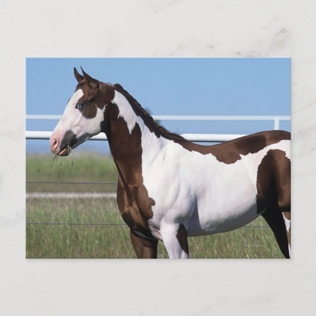 Carte Postale Cheval de peinture debout (Devant)