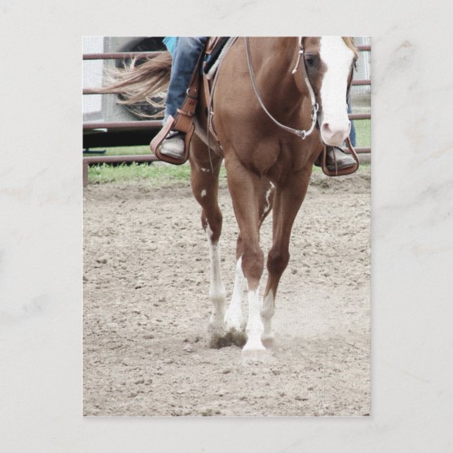 Carte Postale Cheval de peinture occidental (Devant)