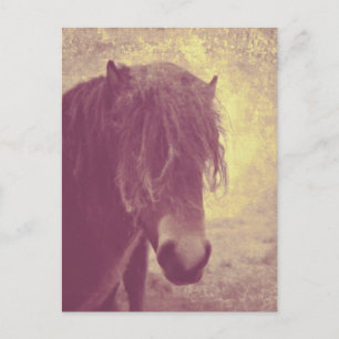 Carte Postale Cheval de plage