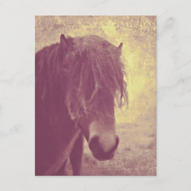 Carte Postale Cheval de plage (Devant)