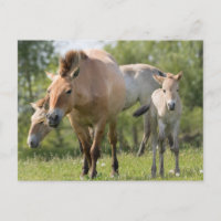 Cheval de Przewalski et poulain marchant