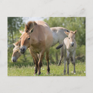 Carte Postale Cheval de Przewalski et poulain marchant