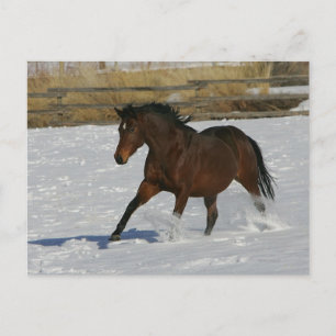 Carte Postale Cheval de pur sang fonctionnant dans la neige
