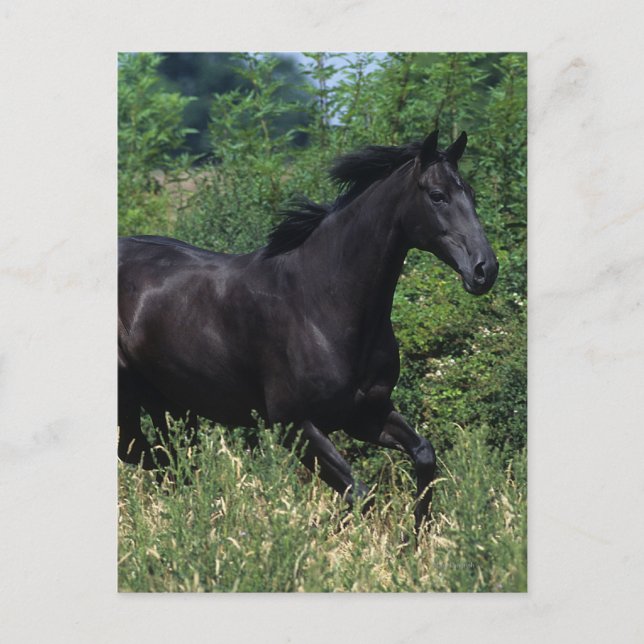 Carte Postale Cheval de race Thoroughbred coule dans l'herbe (Devant)