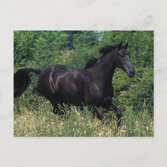 Carte Postale Cheval de race Thoroughbred coule dans l'herbe (Devant)
