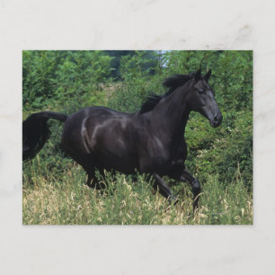 Carte Postale Cheval de race Thoroughbred coule dans l'herbe