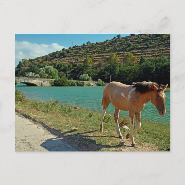 Carte Postale Cheval de Sicile (Devant)