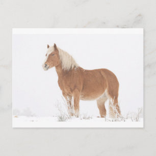 Carte Postale Cheval de sourire de palomino dans la neige