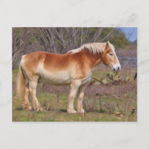 Carte Postale Cheval de travail à Hill Country