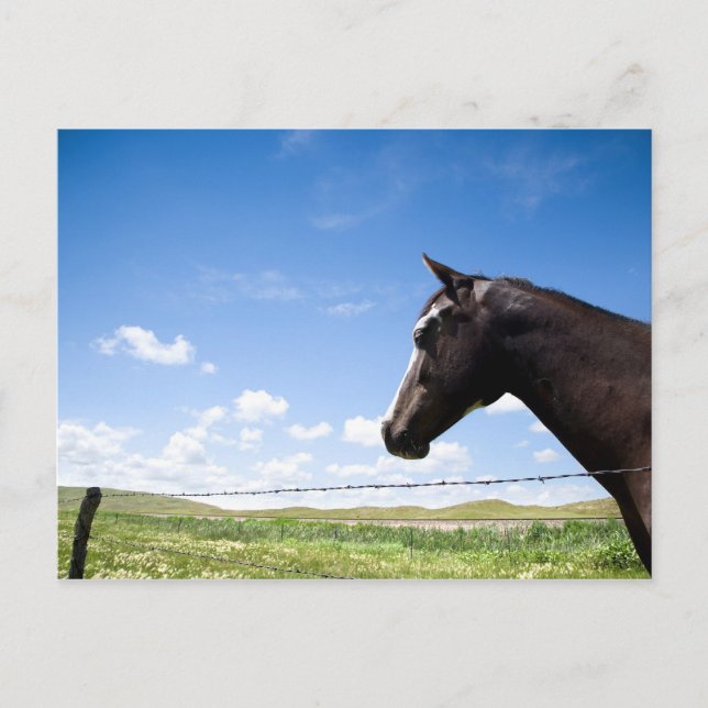 Carte Postale Cheval debout à la clôture dans les pâturages (Devant)