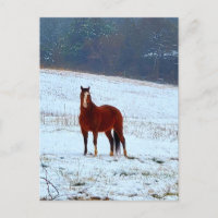 Cheval debout dans la neige