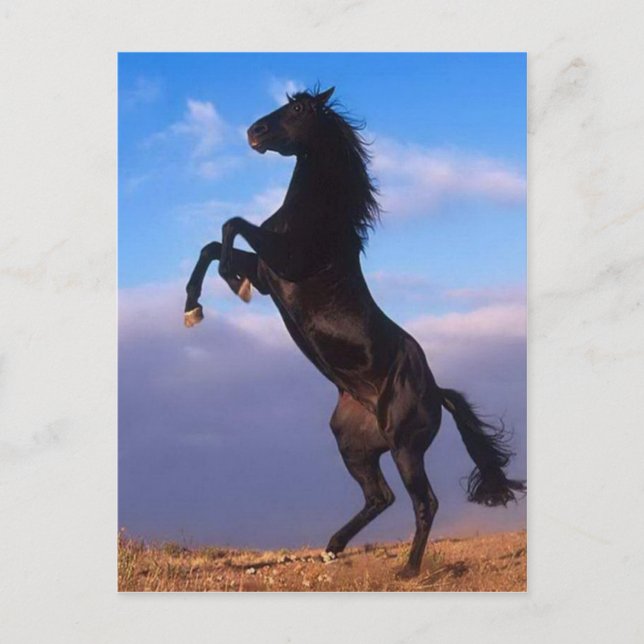 Carte Postale Cheval d'élevage d'étalon noir sauvage (Devant)