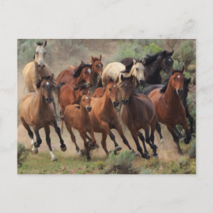Carte Postale Cheval des Mustangs sauvages