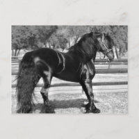 Cheval d'étalon noir