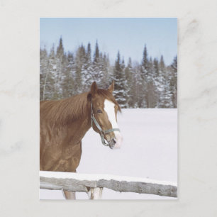 Carte Postale Cheval d'hiver