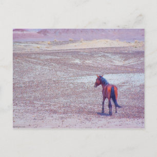 Carte Postale Cheval du désert P8640