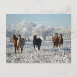 Carte Postale Cheval du mouton noir