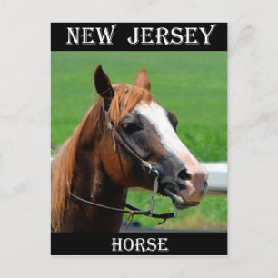 Carte Postale Cheval du New Jersey