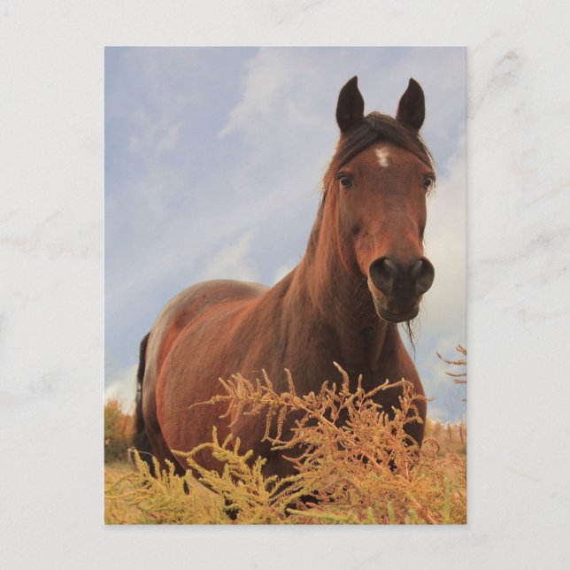 Carte Postale Cheval du quart (Devant)