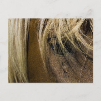 Carte Postale Cheval émotionnel