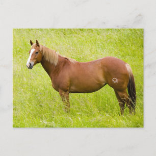 Carte Postale Cheval en champ de printemps