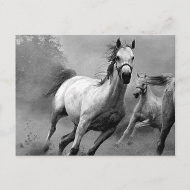 Carte Postale Cheval en course (Devant)