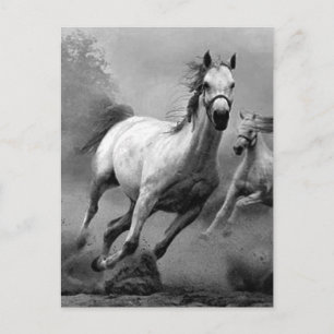 Carte Postale Cheval en course
